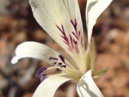Pelargonium articulatum flower